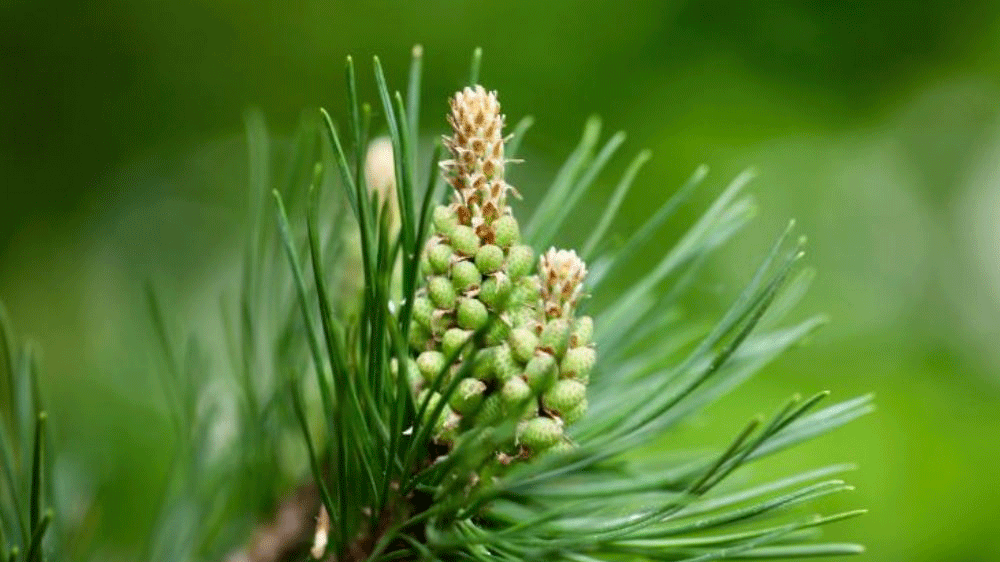 쏜 리서치 모듀 케어